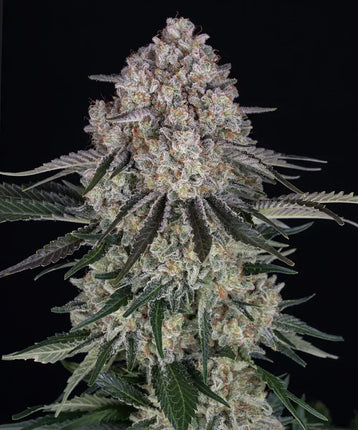 Barney's Farm Sour Diesel Auto