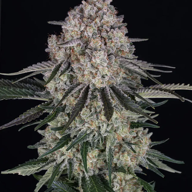 Barney's Farm Sour Diesel Auto (Barney's Farm)
