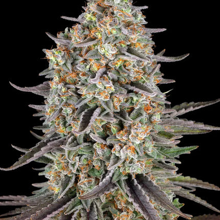 Barney's Farm Sour Strawberry (Barney's Farm)