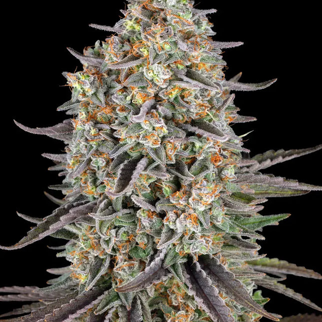 Barney's Farm Sour Strawberry (Barney's Farm)