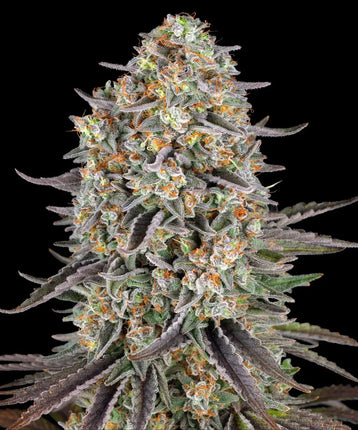 Barney's Farm Sour Strawberry (Barney's Farm)