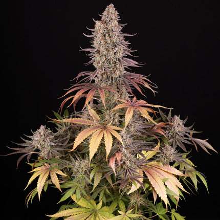 Barney's Farm Sour Strawberry (Barney's Farm)