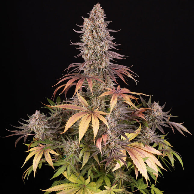Barney's Farm Sour Strawberry (Barney's Farm)
