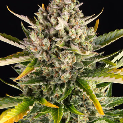Barney's Farm Strawberry Cheesecake Auto (Barney's Farm)
