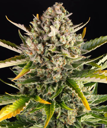 Barney's Farm Strawberry Cheesecake Auto (Barney's Farm)
