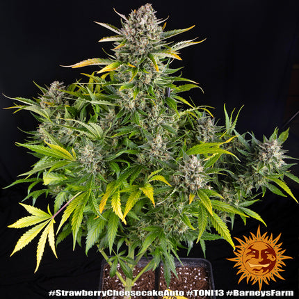 Barney's Farm Strawberry Cheesecake Auto (Barney's Farm)