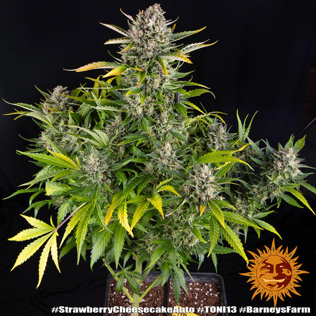 Barney's Farm Strawberry Cheesecake Auto (Barney's Farm)