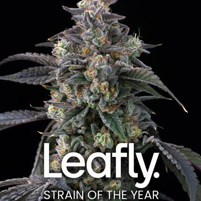 Barney's Farm Super Boof