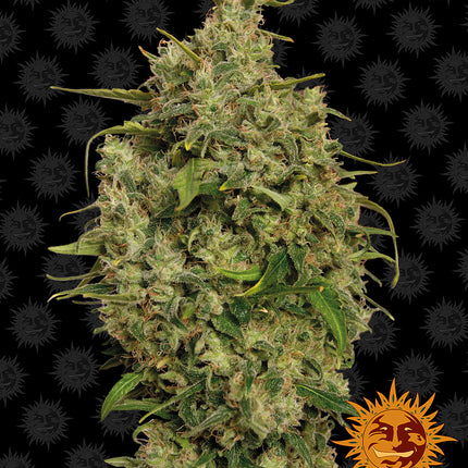 Barney's Farm Sweet Tooth (5 Zaden) (Barney's Farm)