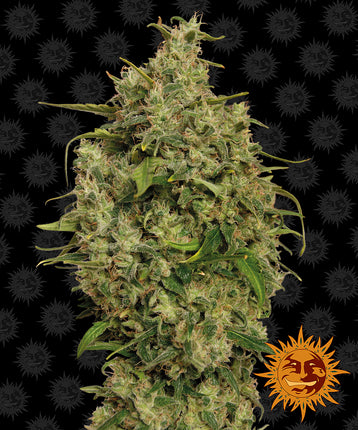 Barney's Farm Sweet Tooth (5 Zaden) (Barney's Farm)