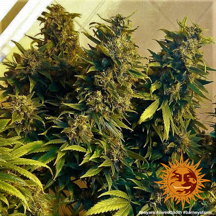 Barney's Farm Sweet Tooth (5 Zaden) (Barney's Farm)