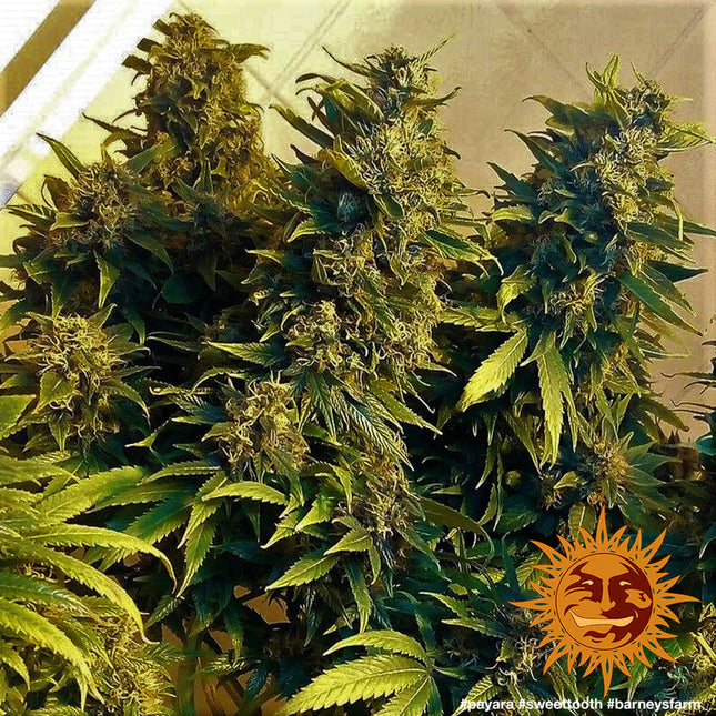 Barney's Farm Sweet Tooth (5 Zaden) (Barney's Farm)
