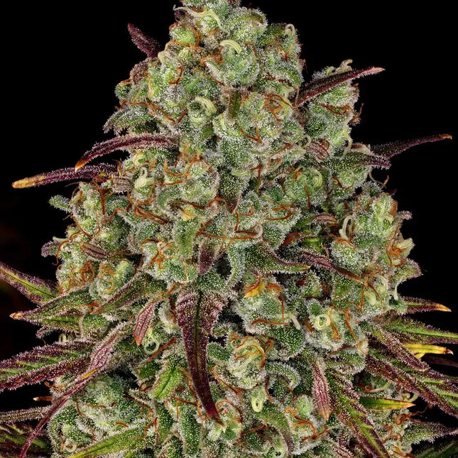 Barney's Farm Tangerine Dream