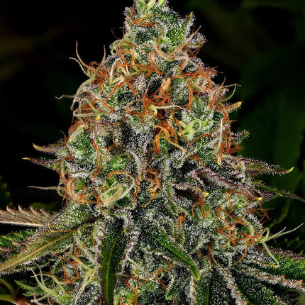 Barney's Farm Tangerine Dream Auto