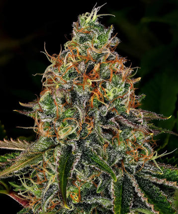 Barney's Farm Tangerine Dream Auto (Barney's Farm)