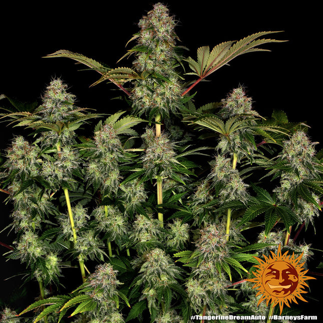 Barney's Farm Tangerine Dream Auto (Barney's Farm)