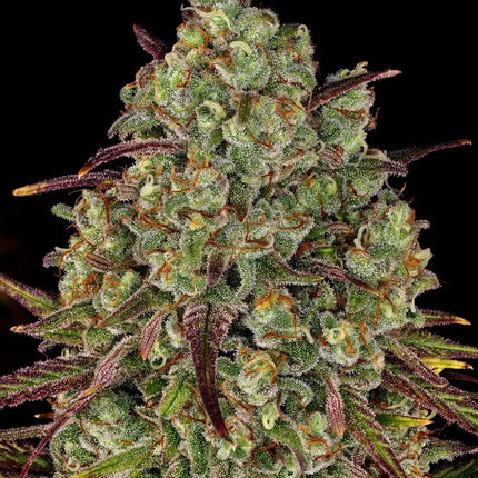 Barney's Farm Tangerine Dream (Barney's Farm)