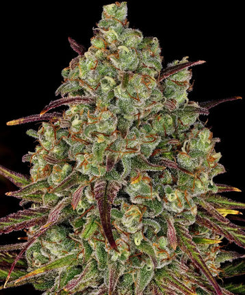 Barney's Farm Tangerine Dream (Barney's Farm)