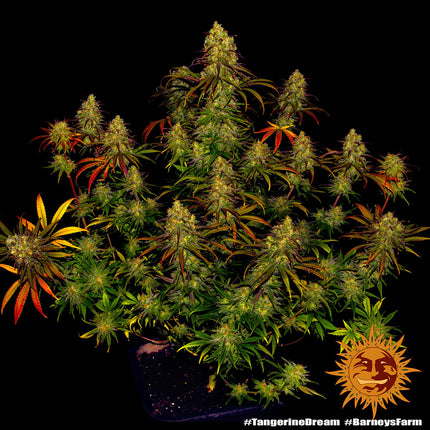 Barney's Farm Tangerine Dream (Barney's Farm)