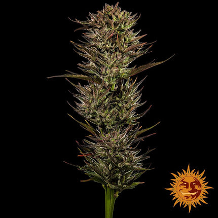 Barney's Farm Thin Mint X Sour Pinot Auto