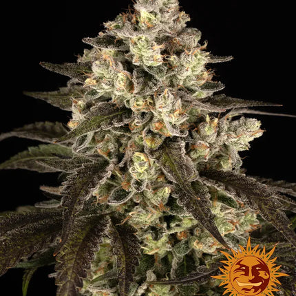 Barney's Farm Trainwreck