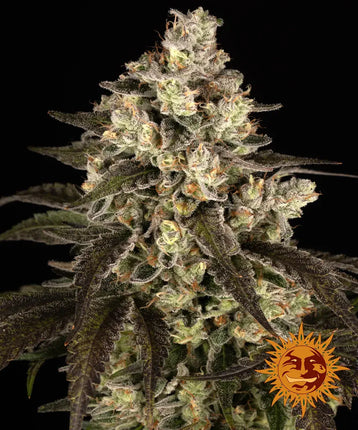 Barney's Farm Trainwreck