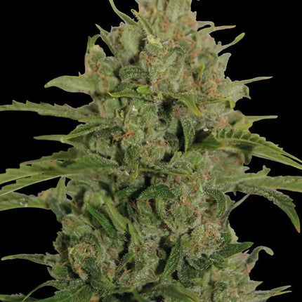 Barney's Farm Triple Cheese