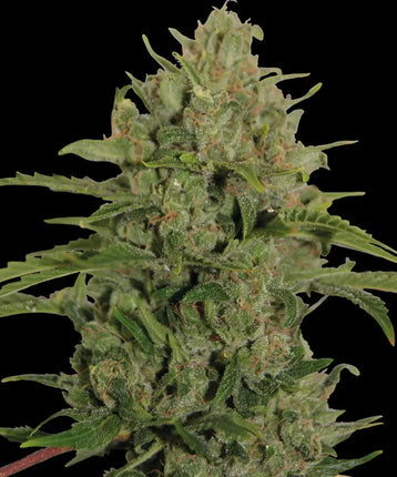 Barney's Farm Triple Cheese