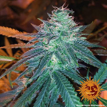 Barney's Farm Triple Cheese