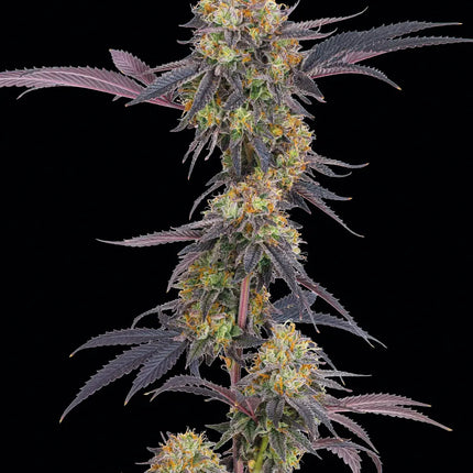 Barney's Farm Tropicana Cherry