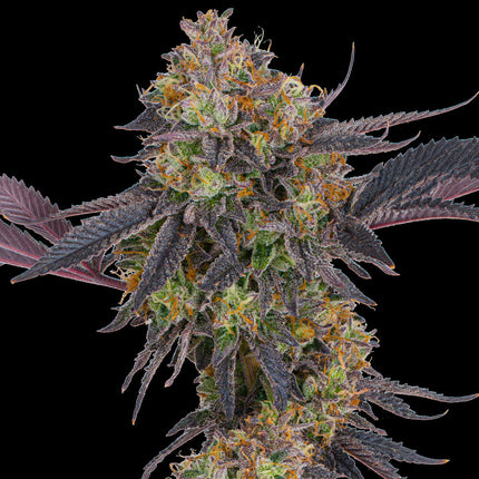 Barney's Farm Tropicana Cherry