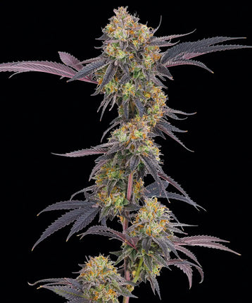 Barney's Farm Tropicana Cherry (Barney's Farm)