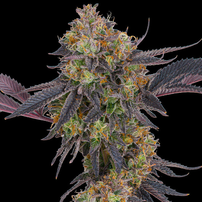 Barney's Farm Tropicana Cherry (Barney's Farm)