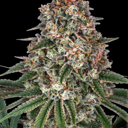Barney's Farm Tropicanna Banana (Barney's Farm)