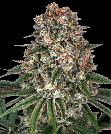 Barney's Farm Tropicanna Banana (Barney's Farm)