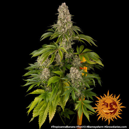 Barney's Farm Tropicanna Banana (Barney's Farm)