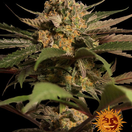 Barney's Farm Violator Kush