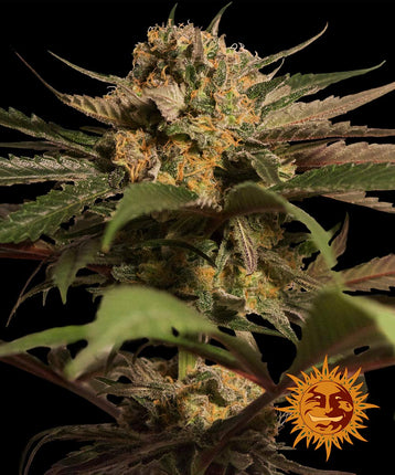 Barney's Farm Violator Kush