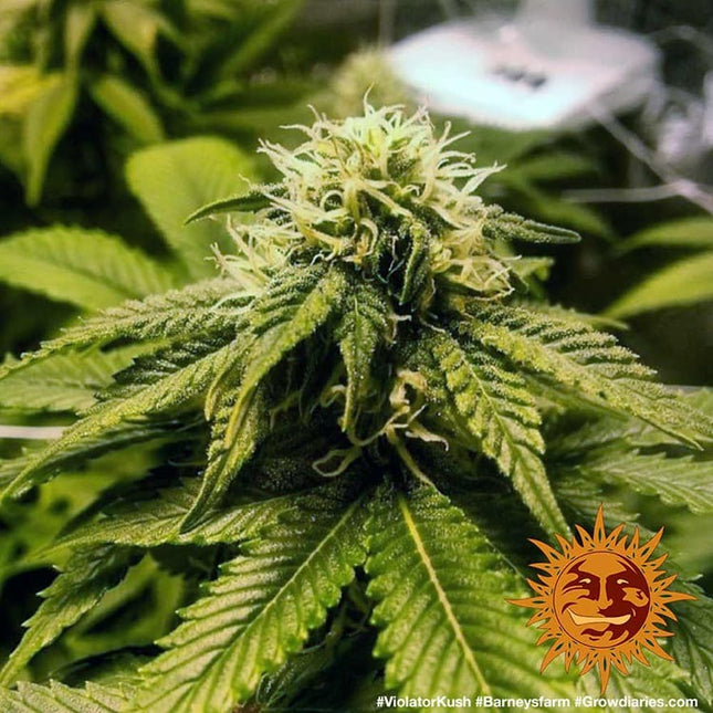 Barney's Farm Violator Kush