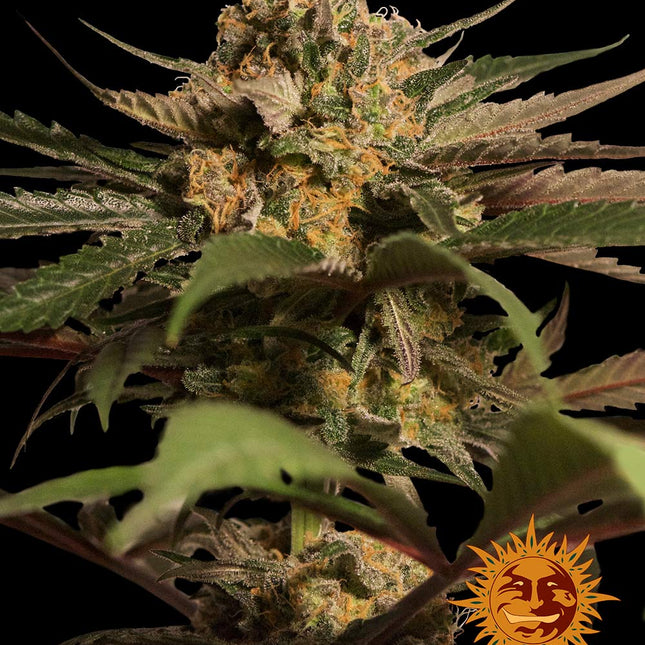 Barney's Farm Violator Kush (Barney's Farm)