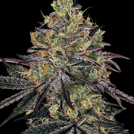 Barney's Farm Watermelon Zkittlez