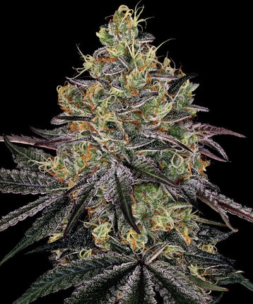 Barney's Farm Watermelon Zkittlez