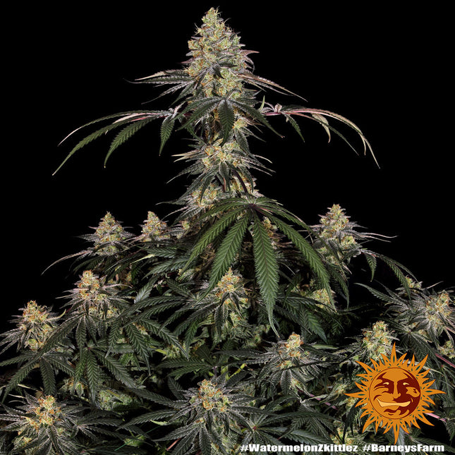 Barney's Farm Watermelon Zkittlez