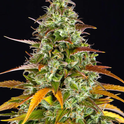 Barney's Farm Watermelon Zkittlez Auto