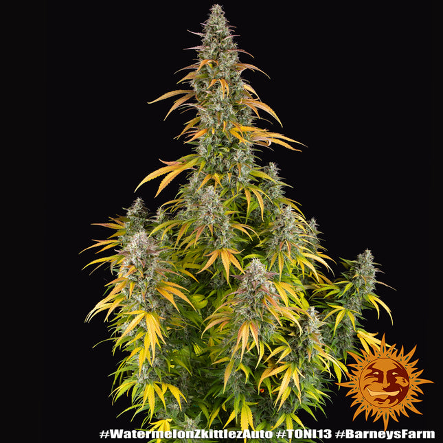 Barney's Farm Watermelon Zkittlez Auto