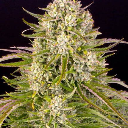 Barney's Farm Wedding Cake Auto (Barney's Farm)