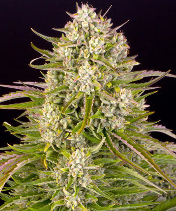 Barney's Farm Wedding Cake Auto (Barney's Farm)