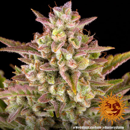 Barney's Farm Wedding Cake Auto (Barney's Farm)