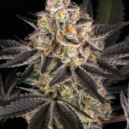 Barney's Farm White Runtz