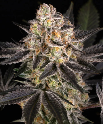 Barney's Farm White Runtz